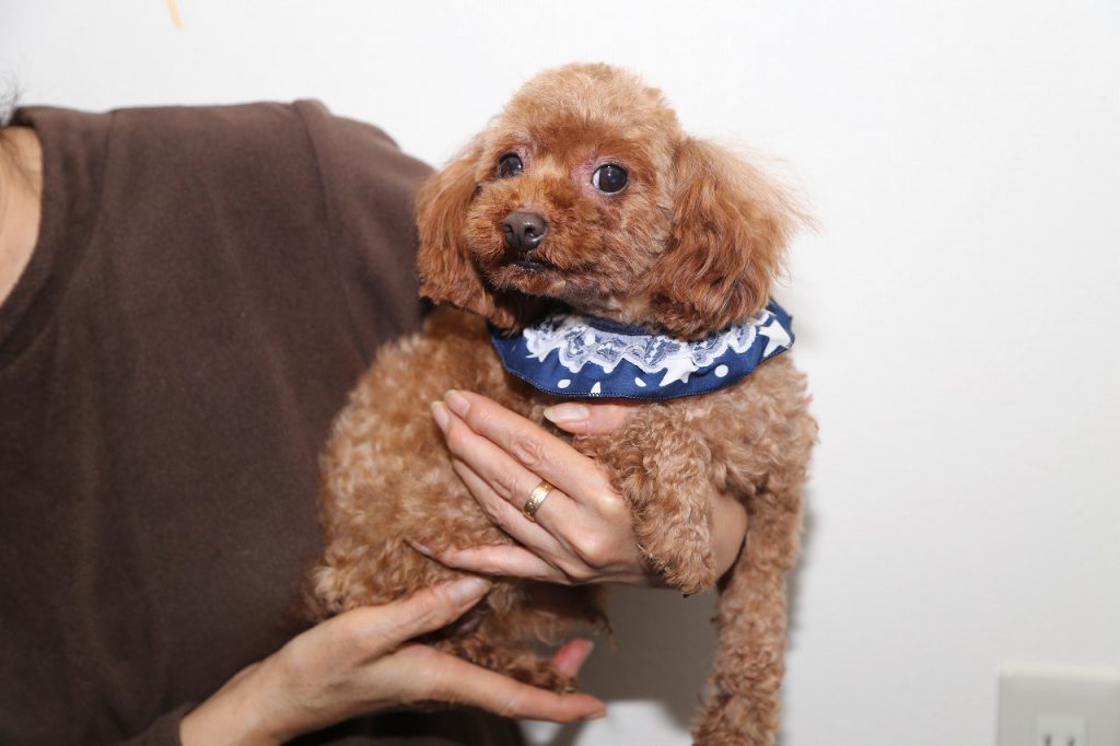 里親募集 → 決まりました☆ | 大分県のブリーダー前田犬舎