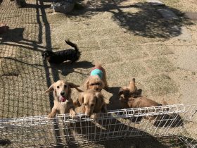 庭で遊ぶ犬達